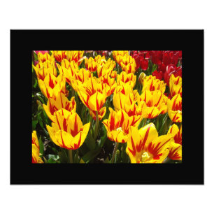 Foto Impressões de Arte Fina de Flores de Tulipa Vermel