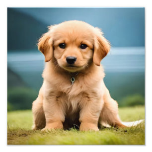 Foto Impressões de Berçário de Filhotes e Sala de Crian