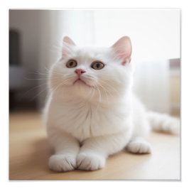 Foto Impressões de Berçário de Gatinhos e Quarto de Cri