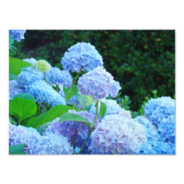 Foto Impressões de Tela Fotográfica Flores de Hortênsia (Frente)