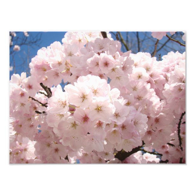 Foto Impressões fotográficas natureza Flores de Árvore  (Frente)