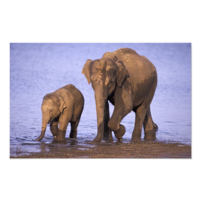 Foto Índia, Parque Nacional Nagarhole. Elefante asiátic (Frente)