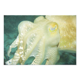 Foto Indonésia, Província de Sulawesi do Sul, Wakatobi 