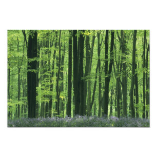 Foto Inglaterra, Floresta de faia e bluebells