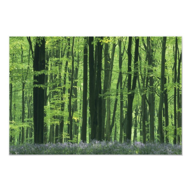 Foto Inglaterra, Floresta de faia e bluebells (Frente)