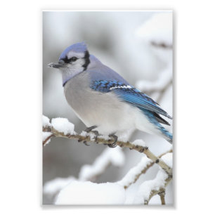 Foto Inverno Jay azul