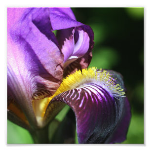 Foto Iris Flor Roxo De Cobertura Petal 8x8