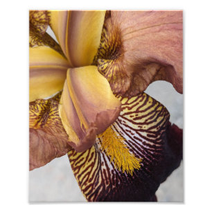 Foto Íris Floral Barbada Amarela e Violeta