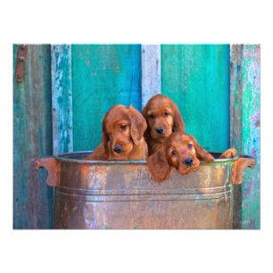 Foto Irish Setter Puppies