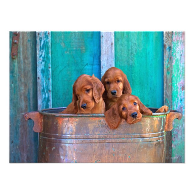 Foto Irish Setter Puppies (Frente)