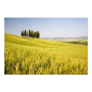 Foto Itália, Toscana, Agrupamento de Ciprestes da Tosca