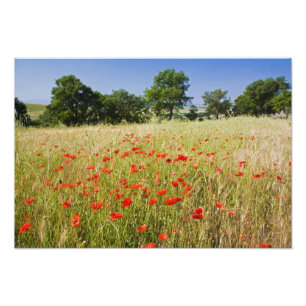 Foto Itália, Toscana, Meadow com papas de Verão e