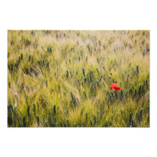 Foto Itália, Toscana, Papoula solitária no trigo da pri