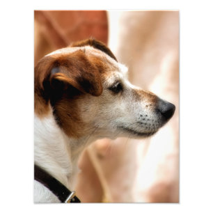 FOTO JACK RUSSELL TERRIER DOG