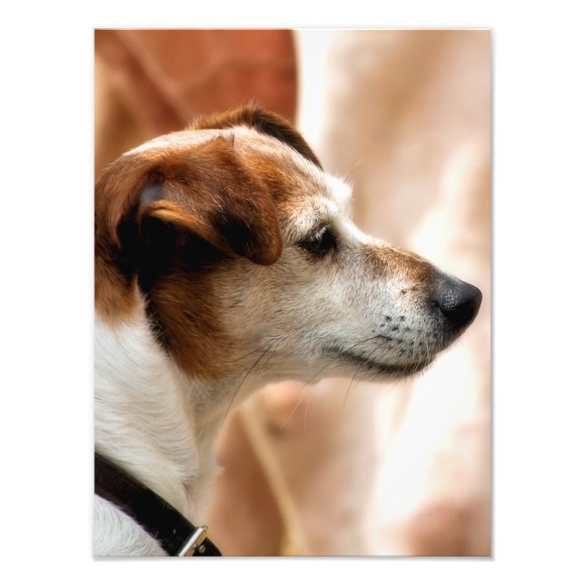 FOTO JACK RUSSELL TERRIER DOG (Frente)