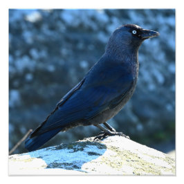 Foto Jackdaw