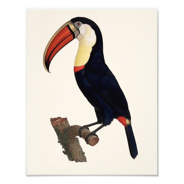 Foto Jacques Barraband "Tucan" - Reprodução de 1801 (Frente)