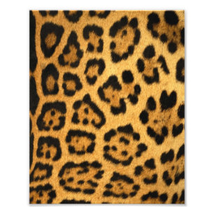 Foto Jaguar fur Impressão