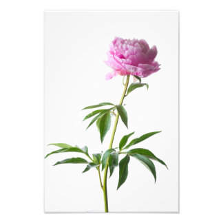 Foto Japanese Peony