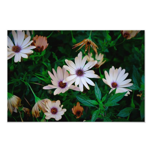 Foto Jardim (Frente)