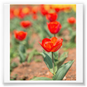 Foto Jardim das Tulipas Vermelhas