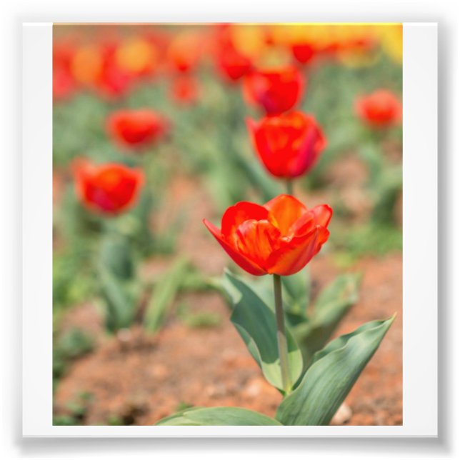 Foto Jardim das Tulipas Vermelhas (Frente)