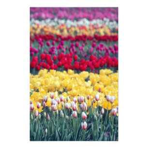 Foto jardim de exposição de tulipas no vale de Skagit,