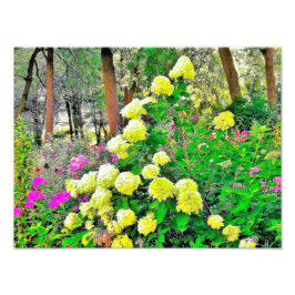 Foto Jardim de Hydrangea do Chartreuse Green Limelight