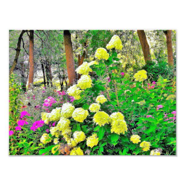 Foto Jardim de Hydrangea do Chartreuse Green Limelight (Frente)