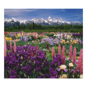 Foto Jardim de Íris e Lupino e Cordilheira Teton,