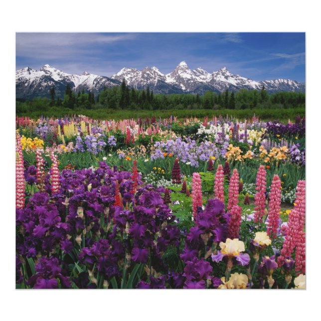 Foto Jardim de Íris e Lupino e Cordilheira Teton, (Frente)