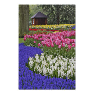 Foto Jardim de jacintos de uva, jacintos e tulipas,