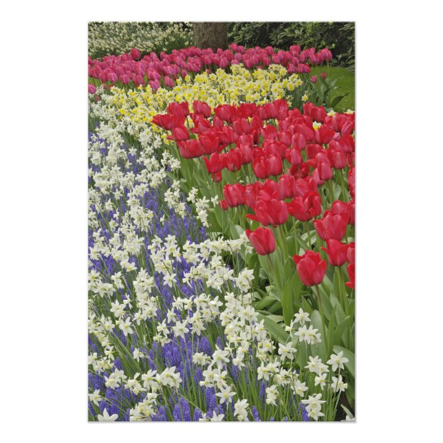 Foto Jardim de Tulip e daffodil, Jardins de Keukenhof, (Frente)