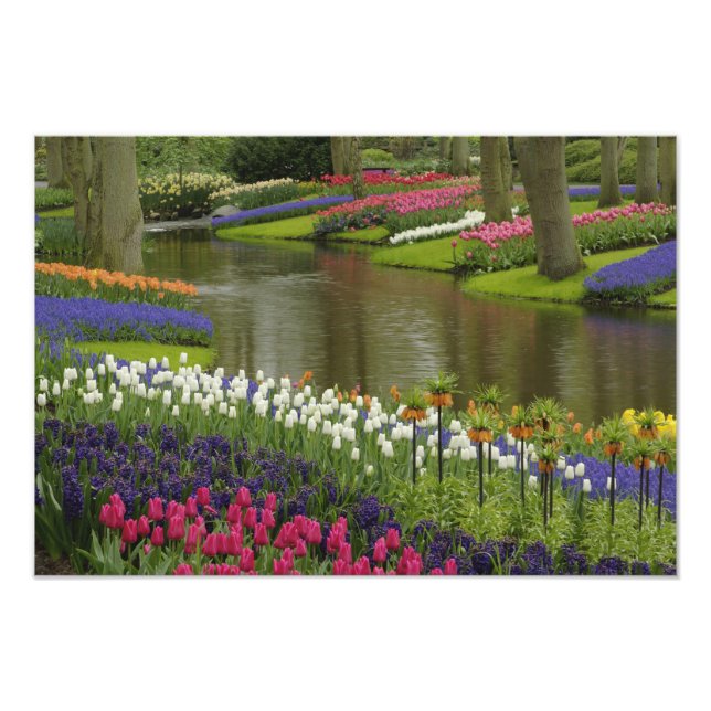 Foto Jardim de Tulip e Hyacinth, Jardins de Keukenhof, (Frente)
