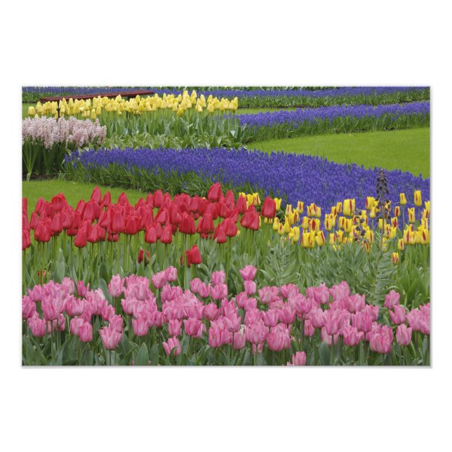 Foto Jardim de tulipas, jacintos-de-uva e (Frente)