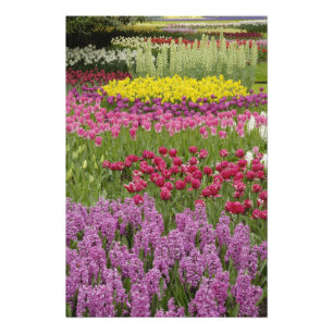 Foto Jardim de tulipas, narcisos e jacintos