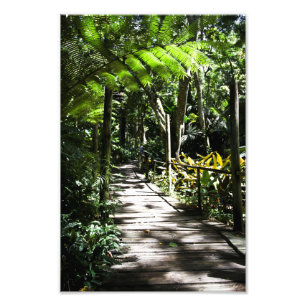 Foto Jardim do gigante de sono, Fiji