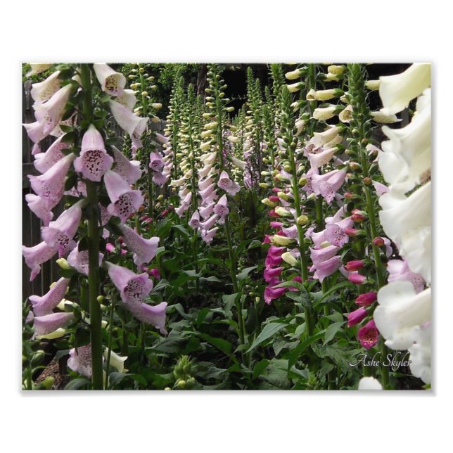 Foto Jardim Foxglove (Frente)