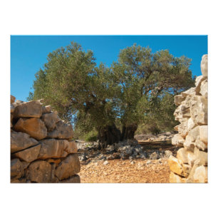 Foto Jardins Olivais de Lun