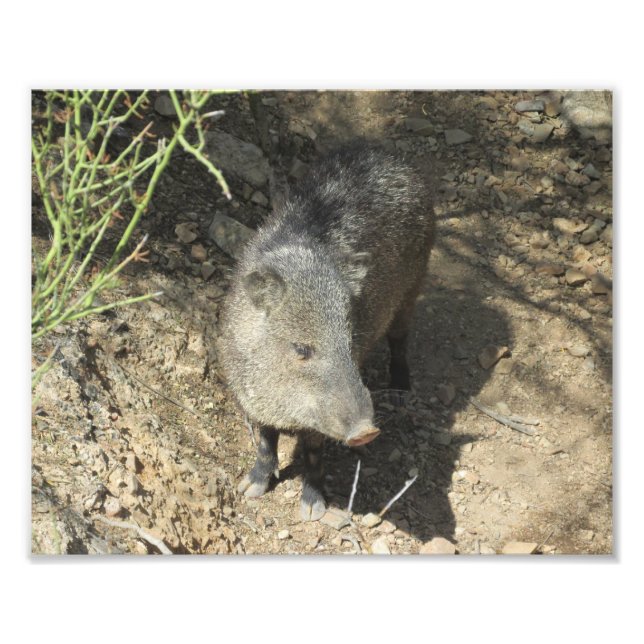 Foto Javelina (Frente)