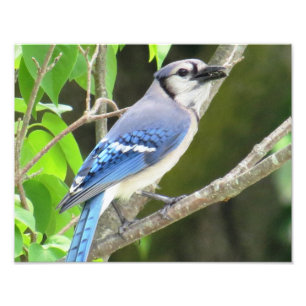 Foto Jay azul
