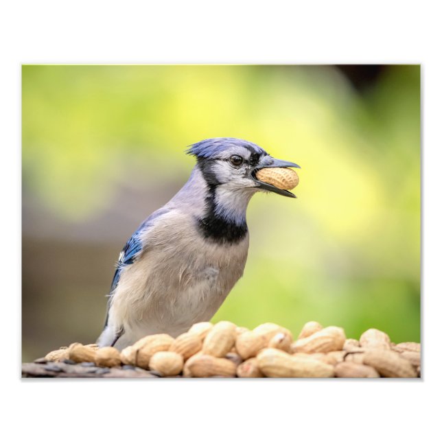 Foto Jay azul 14x11 com amendoim (Frente)