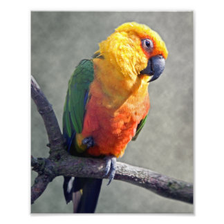 Foto Jenday Conure Impressão