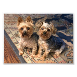 Foto JoAn Nicolas Rosie