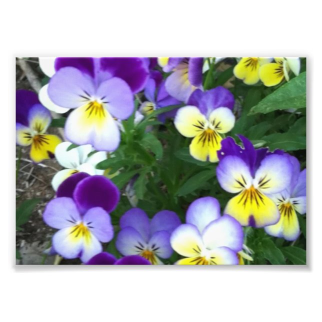 Foto Johnny salta para cima (Frente)