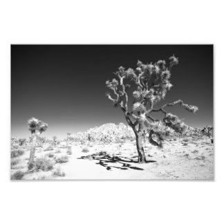 Foto Joshua Tree
