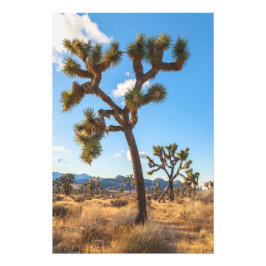 Foto Joshua Trees