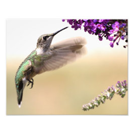 Foto Jovem beija-flor se alimentando em nosso quintal