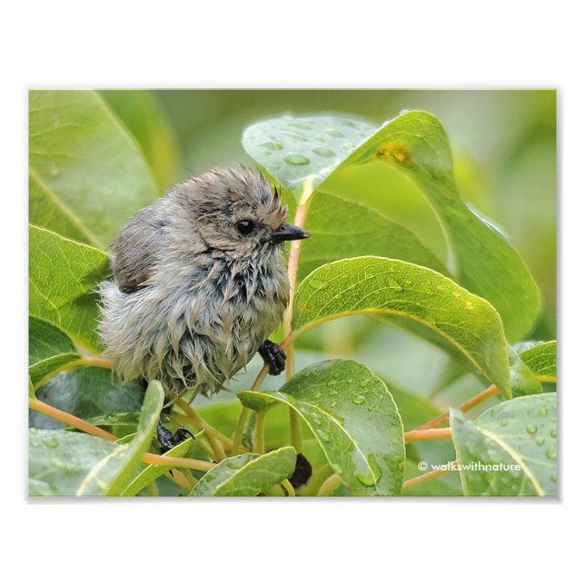 Foto Jovem Bushtit Mole e Bonita Songbird em Laurel (Frente)