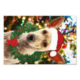 Foto Joy para o Puppy